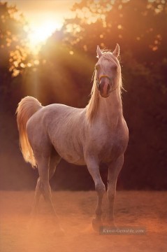 Tier Werke - Pferd im Sonnenuntergang